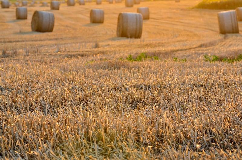 Enchanter's Harvest