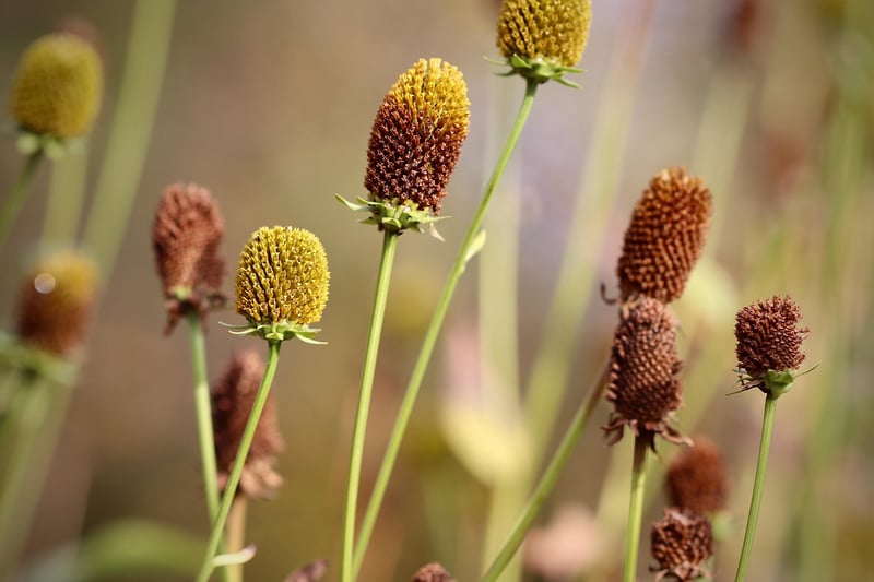Fictional Horticulture