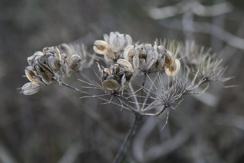 Whimsical Botany