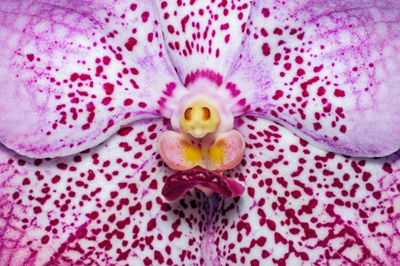 Dragon Orchid